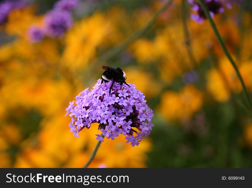 A Big Black Bee on a Blue Flower. A Big Black Bee on a Blue Flower