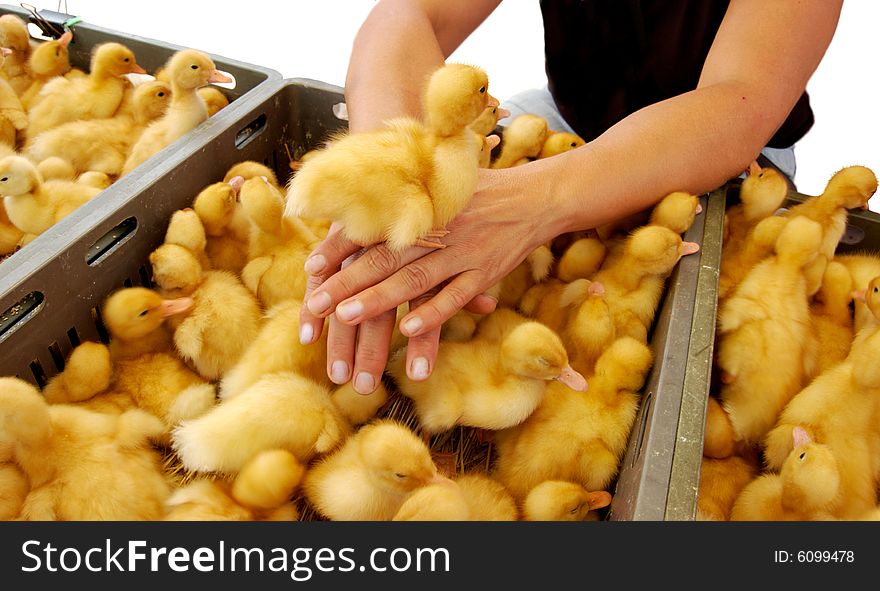 Duckling Is On The Woman Hands