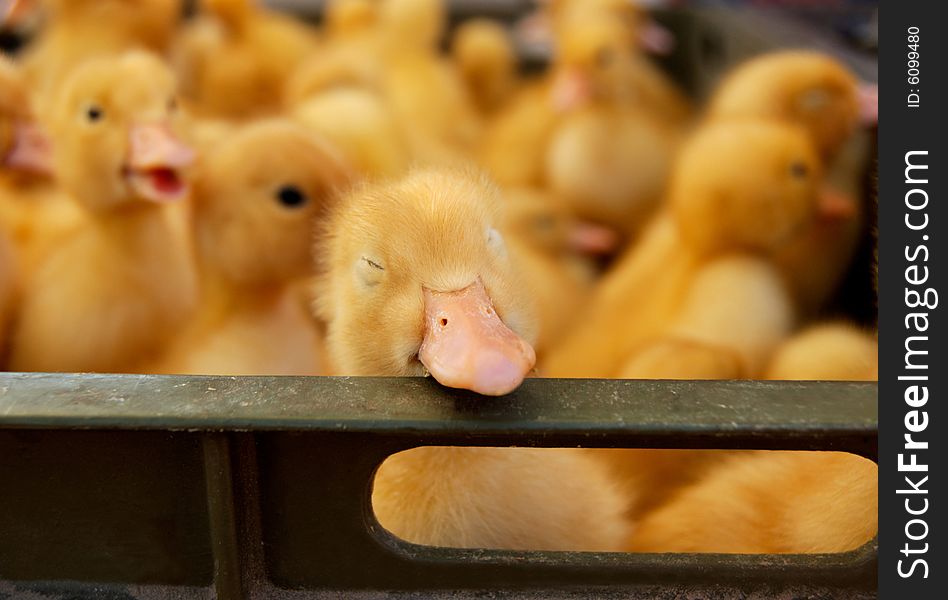 Small duckling sleeps in box's border. Many yellow flappers are in background. Small duckling sleeps in box's border. Many yellow flappers are in background.