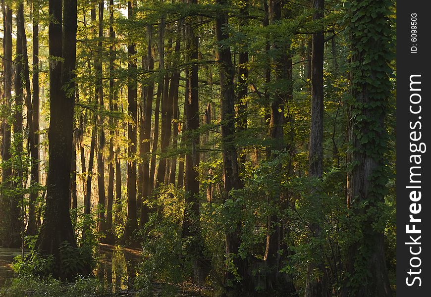 Sunlight Through Wet Land Forest