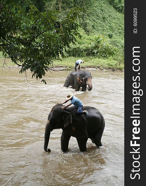Two elephant  take shower  in a river. Two elephant  take shower  in a river