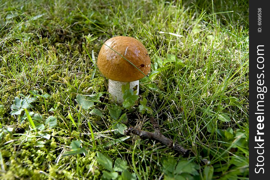 Aspen mushroom on a wood glade