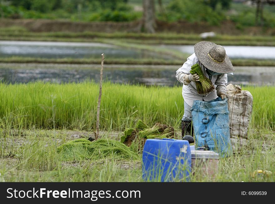 Land worker collect rice in a field. Land worker collect rice in a field