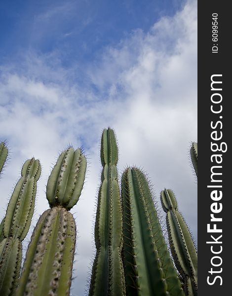 A perspective view of a group of cactuses. A perspective view of a group of cactuses