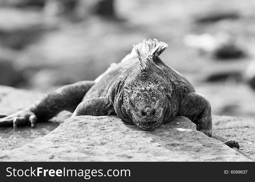 A Marine Iguana in a strange pose on a rock. A Marine Iguana in a strange pose on a rock