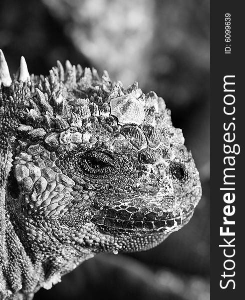 Marine Iguana Head Shot Black & White