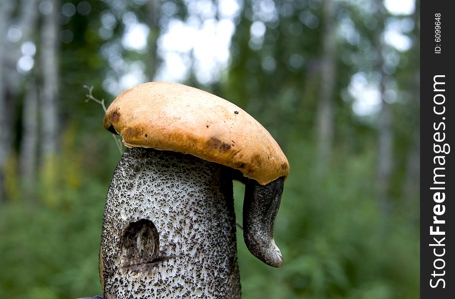 Mushroom with cap with nose