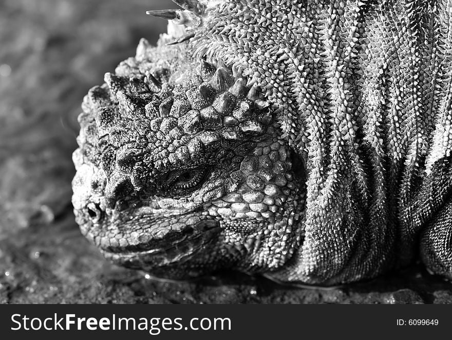 Extreme closeup of a marine iguana on the Galapagos Islands. Extreme closeup of a marine iguana on the Galapagos Islands