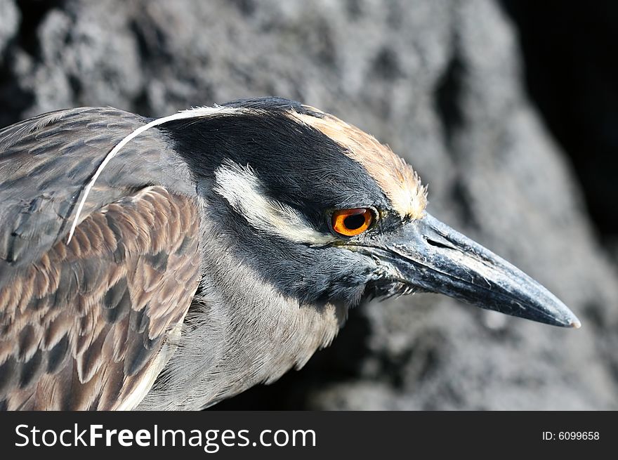 A Yellow Crowned Night Heron in the Galapagos Islands, Ecuador