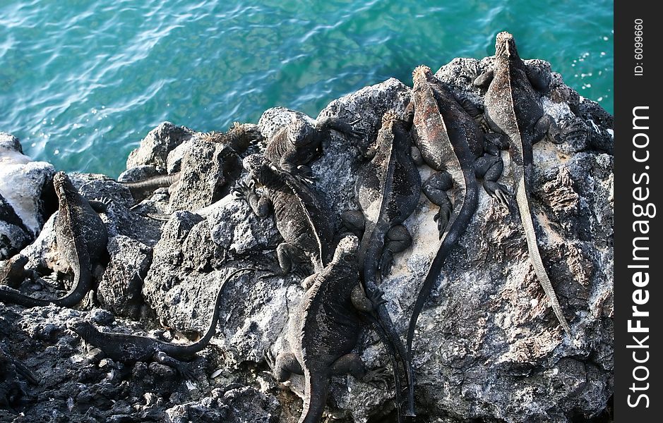 Galapagos marine iguanas lookout from the cliffs. Galapagos marine iguanas lookout from the cliffs