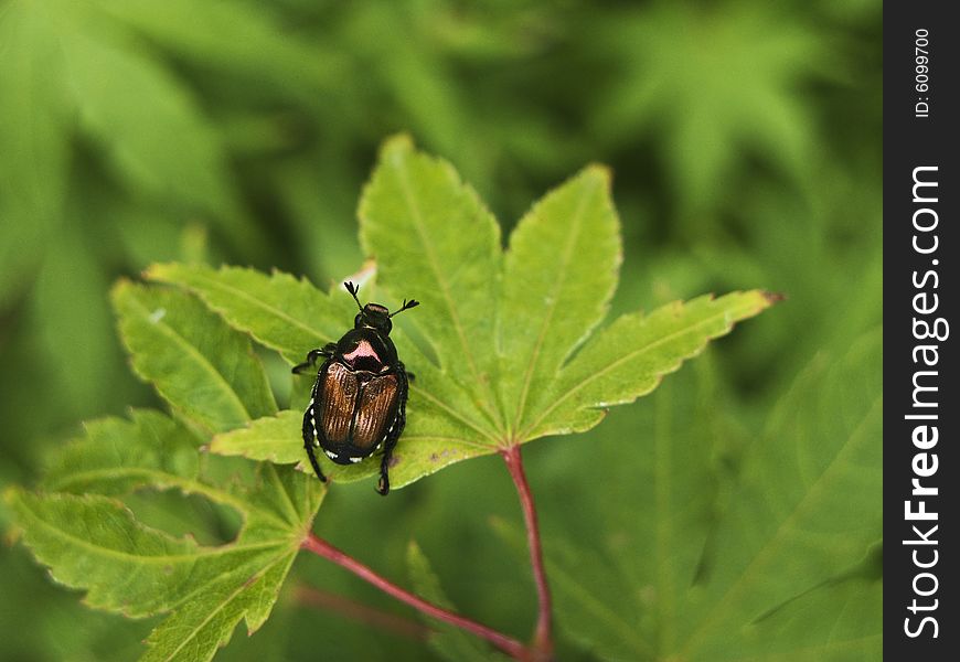 Close up of colorful beetle eating a Japanese Maple leaf. Close up of colorful beetle eating a Japanese Maple leaf.