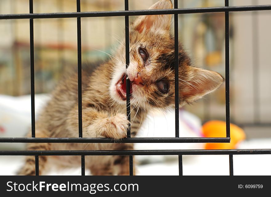 Cataract blind rescue kitten in the cage. Cataract blind rescue kitten in the cage