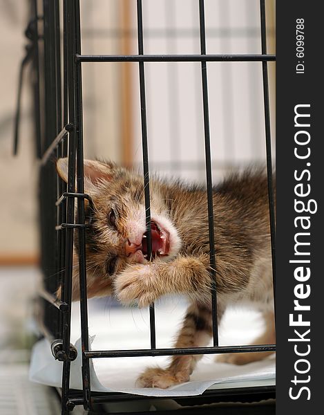 Cataract blind rescue kitten in the cage. Cataract blind rescue kitten in the cage