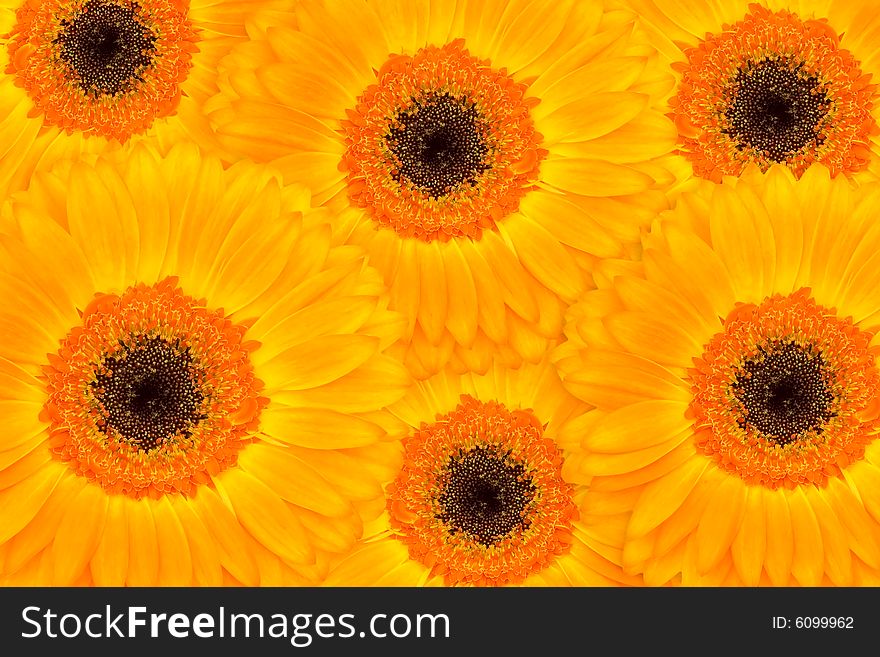 Vivid orange Gerber arrangement of flowers. Vivid orange Gerber arrangement of flowers