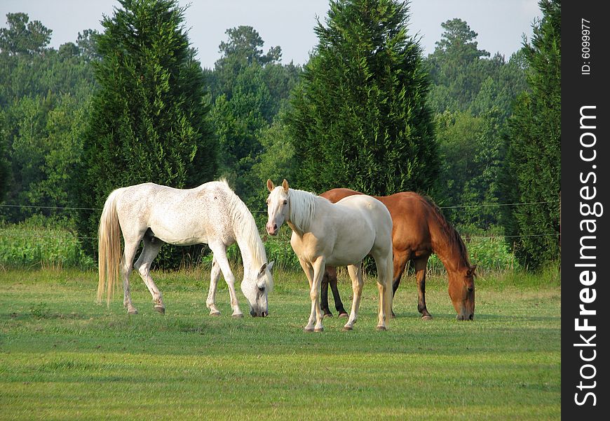 Three horses feeding in pasture.  Two horses eating, middle horse looking up.  Two light-colored horses, one chestnut.