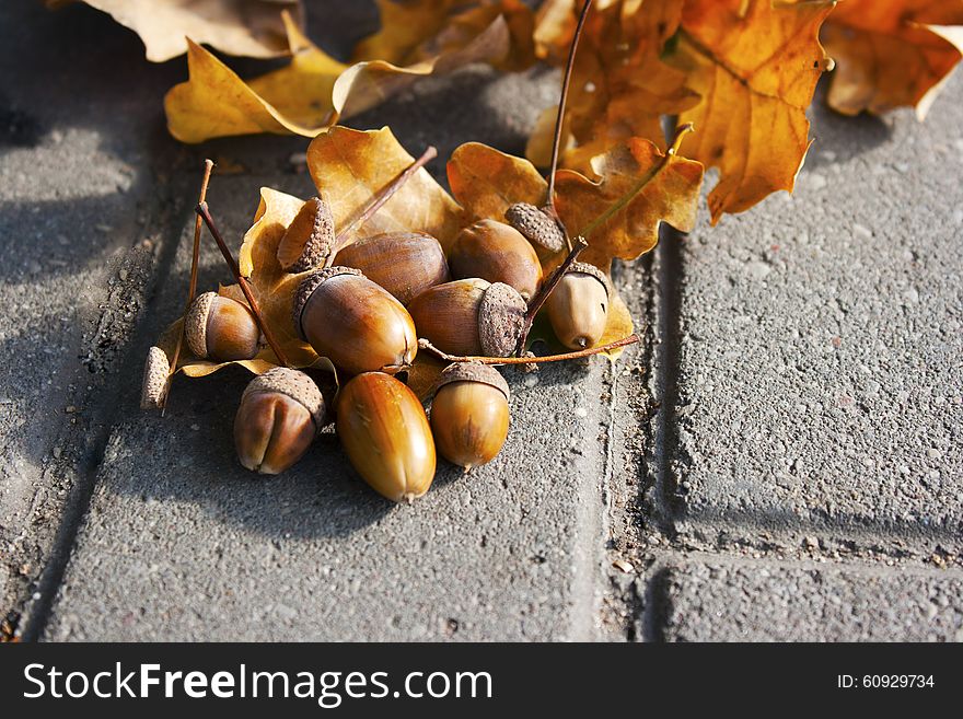 Acorns Lying On The Oak Leaves