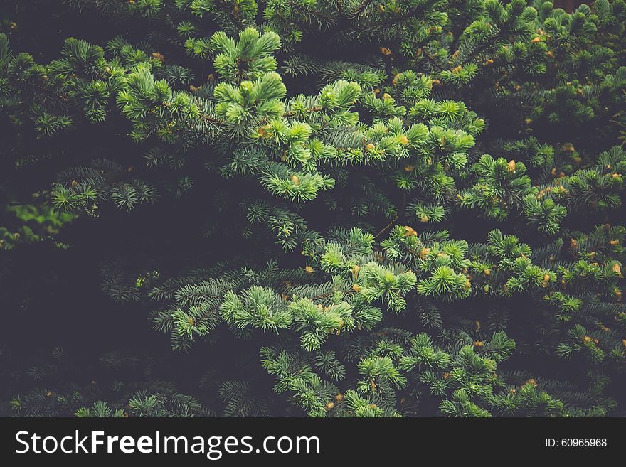 Close up of a bright spruce tree, vintage natural background. Close up of a bright spruce tree, vintage natural background.