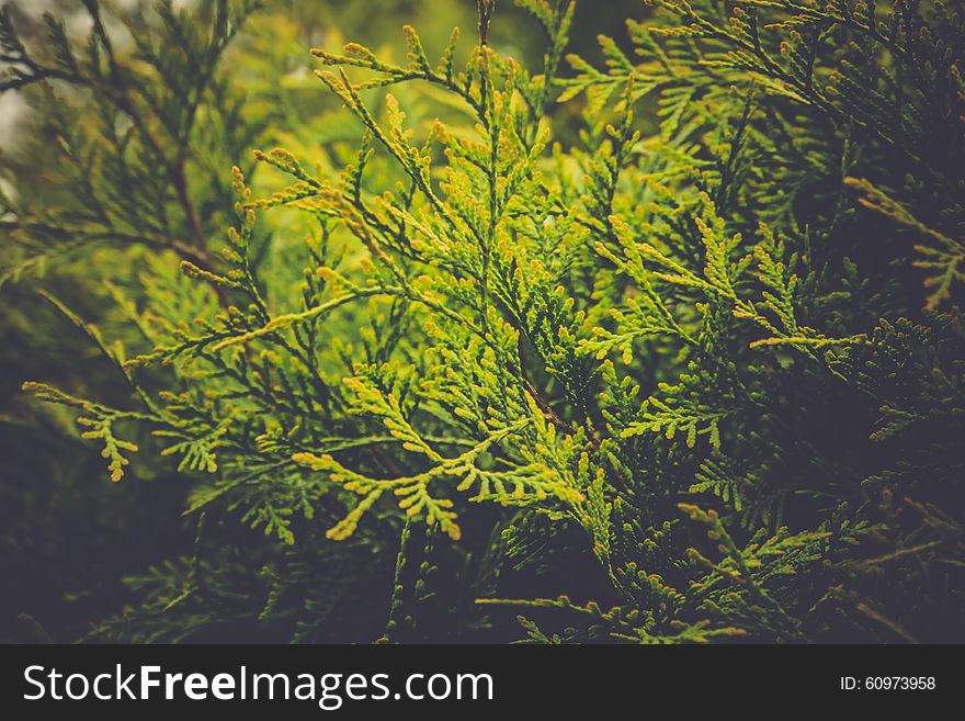 Close up of a bright spruce tree, vintage natural background. Close up of a bright spruce tree, vintage natural background.