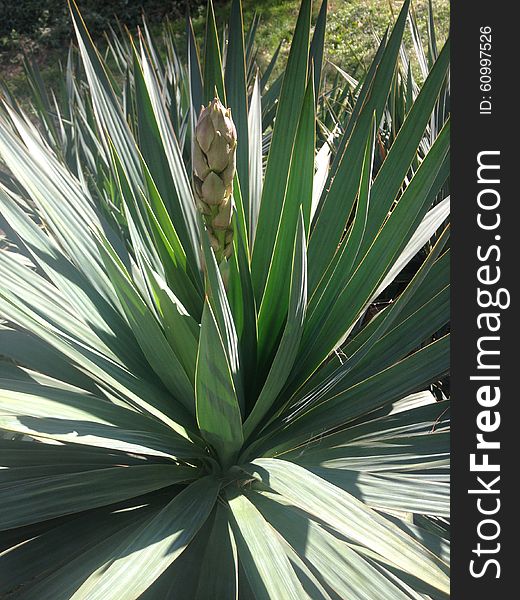 A yucca plant ready to blossom in Central Park, Manhattan, New York. A yucca plant ready to blossom in Central Park, Manhattan, New York.