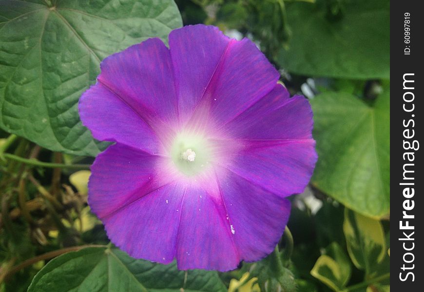 A Purple Morning Glory Flower in Jersey City, NJ.