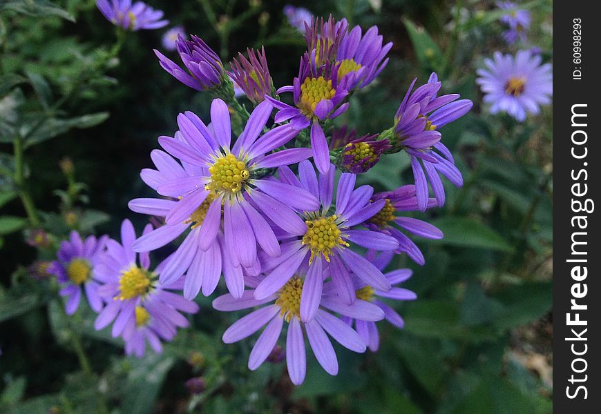 Dwarf Aster Flowers in Central Park, Manhattan, New York. Dwarf Aster Flowers in Central Park, Manhattan, New York.