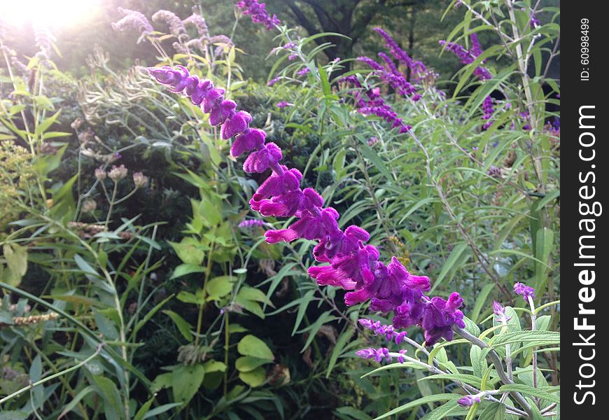 Exotic Salvia Leucantha (Sage) Flower In Shakespeare Garden In Central Park In Manhattan.