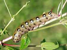 Caterpillar Of Butterfly Celerio Galii. Royalty Free Stock Image Caterpillar Of Butterfly Celerio Galii. Royalty Free Stock Image