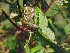 Caterpillar Of Butterfly Celerio Galii. Royalty Free Stock Photography Caterpillar Of Butterfly Celerio Galii. Royalty Free Stock Photography