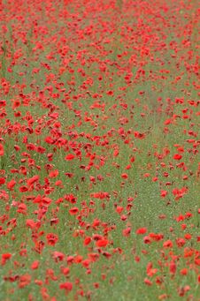 Poppy Field Stock Photos Poppy Field Stock Photos