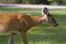 Deer Fawn Walking Royalty Free Stock Photo Deer Fawn Walking Royalty Free Stock Photo