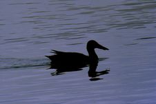 Duck Silhouette Royalty Free Stock Photos