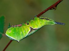 Caterpillar Of Butterfly Cerura Erminea. Stock Photos