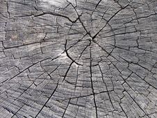 Free Old Stub Stock Photography - 613862