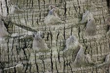 Palm Tree Bark Royalty Free Stock Images