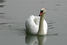 Swimming Swan Royalty Free Stock Photo