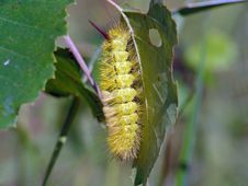 Caterpillar Of Butterfly Dasychira Pudibunda. Stock Images Caterpillar Of Butterfly Dasychira Pudibunda. Stock Images