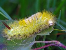Caterpillar Of Butterfly Dasychira Pudibunda. Royalty Free Stock Photo Caterpillar Of Butterfly Dasychira Pudibunda. Royalty Free Stock Photo