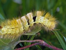 Caterpillar Of Butterfly Dasychira Pudibunda. Royalty Free Stock Image Caterpillar Of Butterfly Dasychira Pudibunda. Royalty Free Stock Image