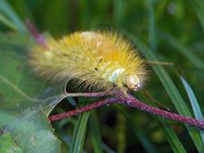 Caterpillar Of Butterfly Dasychira Pudibunda. Royalty Free Stock Photography Caterpillar Of Butterfly Dasychira Pudibunda. Royalty Free Stock Photography
