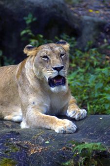 Female Lion Royalty Free Stock Image