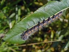 Caterpillar Of Butterfly Phalera Bucephala. Stock Photos Caterpillar Of Butterfly Phalera Bucephala. Stock Photos