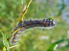 Caterpillar Of Butterfly Phalera Bucephala. Stock Images Caterpillar Of Butterfly Phalera Bucephala. Stock Images