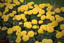 Blooming Marigolds India Stock Photo Blooming Marigolds India Stock Photo