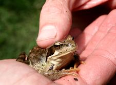 Frog In The Hand Royalty Free Stock Images