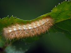 Caterpillar Of The Butterfly Of Family Arctiidae. Stock Photos Caterpillar Of The Butterfly Of Family Arctiidae. Stock Photos