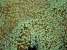 Coral Polyps Royalty Free Stock Images Coral Polyps Royalty Free Stock Images