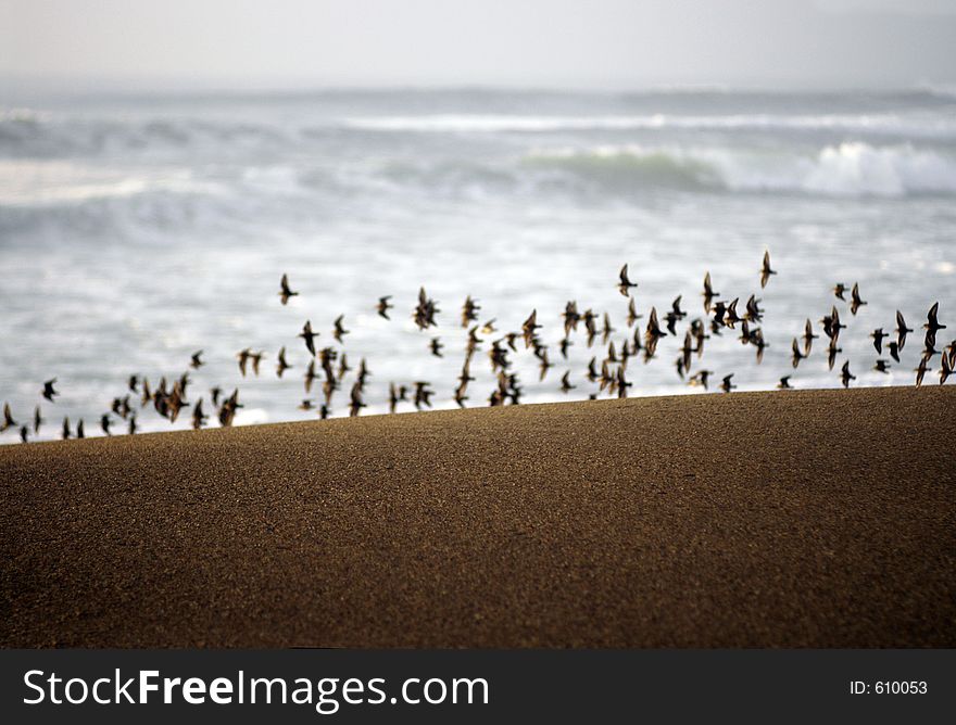 A bank of sand left crisp and smooth by the retreating tide, between this and a rough sea a flight of birds goes by. A bank of sand left crisp and smooth by the retreating tide, between this and a rough sea a flight of birds goes by