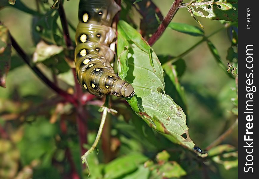 Caterpillar Of Butterfly Celerio Galii.