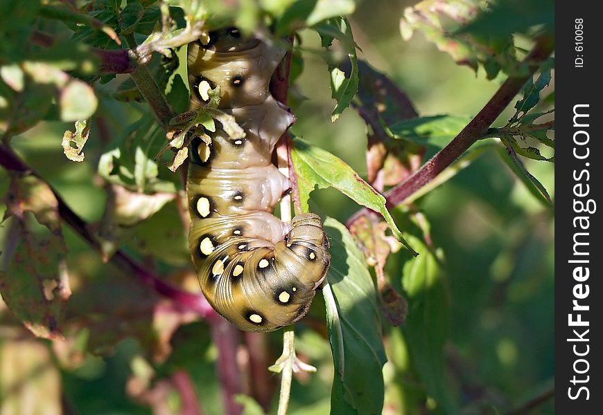 Caterpillar Of Butterfly Celerio Galii.