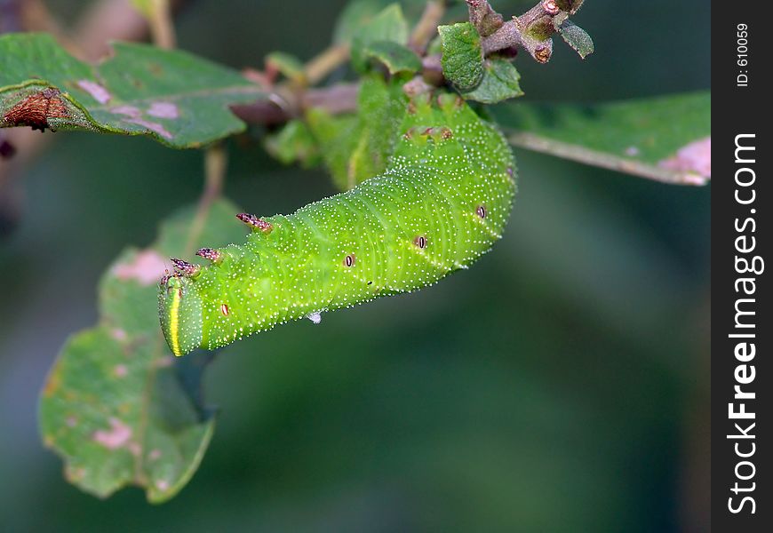 Caterpillar Of Butterfly Laothoe Populi On A Willow.